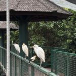 Panduan Lengkap Liburan Seharian di Dufan Ancol dan Jakarta Birdland