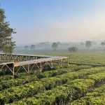 Wisata Teh Jangkung Malabar Pangalengan Bandung