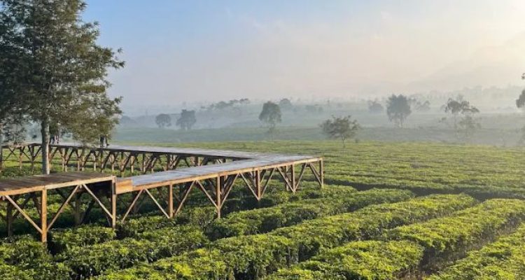 Wisata Teh Jangkung Malabar Pangalengan Bandung