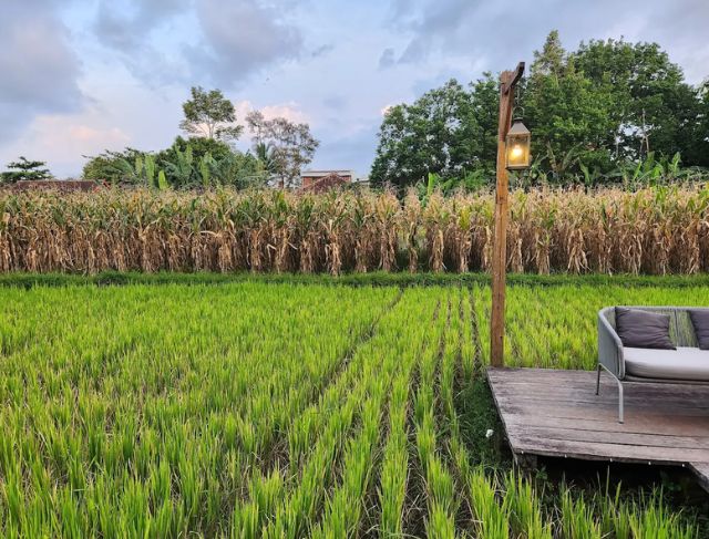 Review Resto Prasmanan Pawon Mbah Gito Kaliurang Jogja dengan Pemandangan Sawah yang Menenangkan