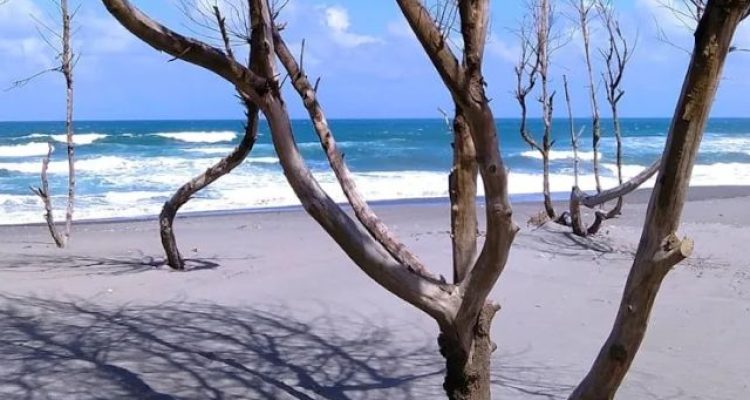 Review Wisata Pantai Cemara Sewu Bantul Jogja