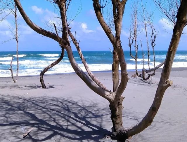 Review Wisata Pantai Cemara Sewu Bantul Jogja