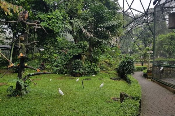 Tips Berkunjung dan Review Lengkap Wisata Edukasi Taman Burung TMII Terbaru 2026