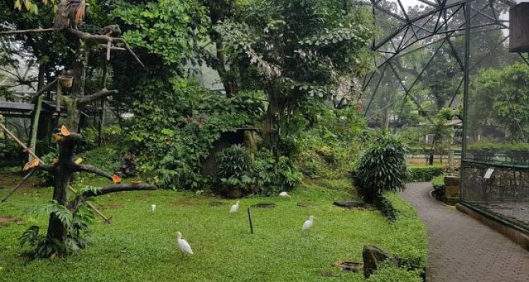 Tips Berkunjung dan Review Lengkap Wisata Edukasi Taman Burung TMII Terbaru 2026