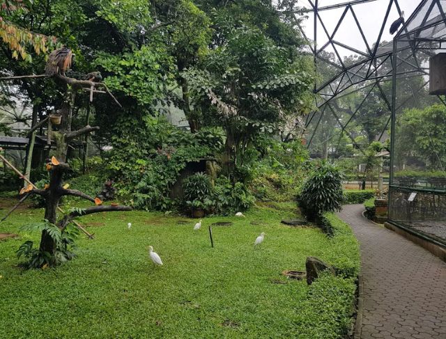 Tips Berkunjung dan Review Lengkap Wisata Edukasi Taman Burung TMII Terbaru 2026