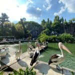 Tips Liburan Keluarga Edukatif dan Seru Dengan Wisata Kebun Binatang Ragunan Jakarta Murah Meriah