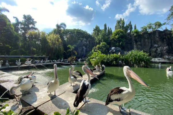 Tips Liburan Keluarga Edukatif dan Seru Dengan Wisata Kebun Binatang Ragunan Jakarta Murah Meriah
