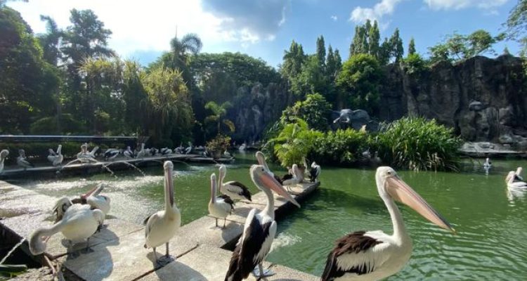 Tips Liburan Keluarga Edukatif dan Seru Dengan Wisata Kebun Binatang Ragunan Jakarta Murah Meriah