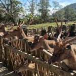 Ranca Upas Ciwidey Bandung, Wisata Alam dengan Penangkaran Rusa, Camping, dan Pemandian Air Panas
