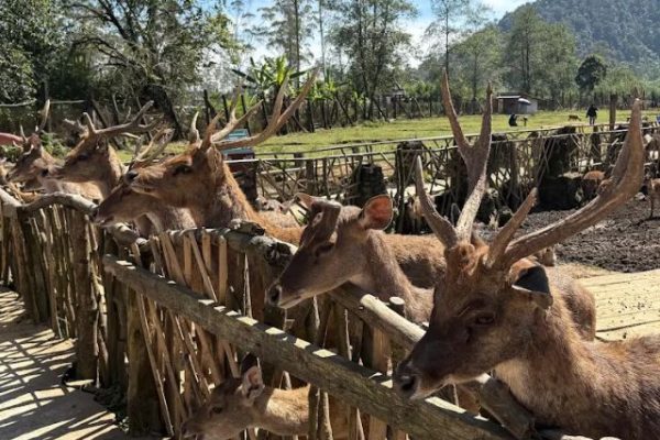 Ranca Upas Ciwidey Bandung, Wisata Alam dengan Penangkaran Rusa, Camping, dan Pemandian Air Panas