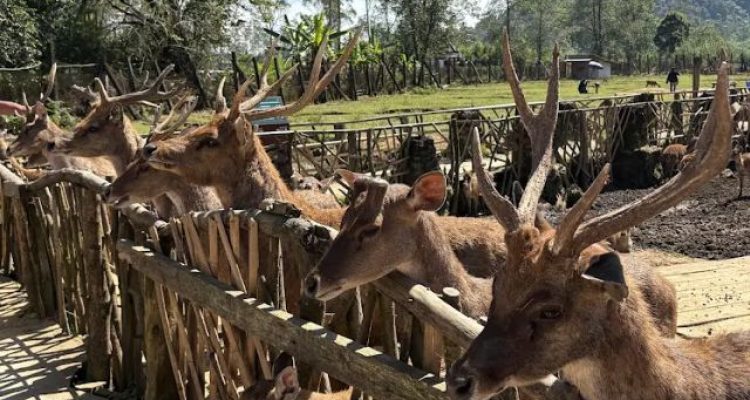 Ranca Upas Ciwidey Bandung, Wisata Alam dengan Penangkaran Rusa, Camping, dan Pemandian Air Panas