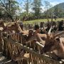 Ranca Upas Ciwidey Bandung, Wisata Alam dengan Penangkaran Rusa, Camping, dan Pemandian Air Panas