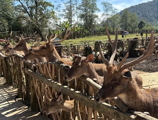 Ranca Upas Ciwidey Bandung, Wisata Alam dengan Penangkaran Rusa, Camping, dan Pemandian Air Panas